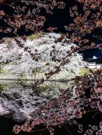 滋賀県桜の名所はここ！彦根城と桜