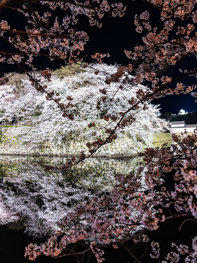 滋賀県桜の名所はここ！彦根城と桜