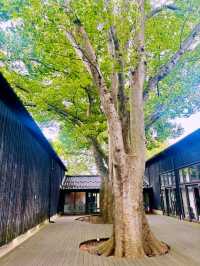 【日本東北】山居倉庫：江戶時代倉庫群和古老的櫸樹林