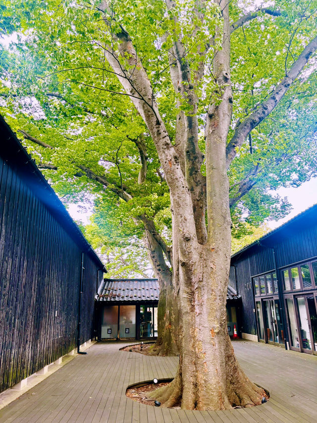 【日本東北】山居倉庫：江戶時代倉庫群和古老的櫸樹林