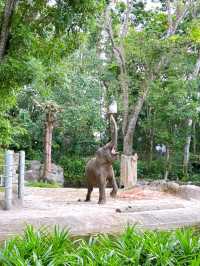 Wild Encounters at Singapore Zoo
