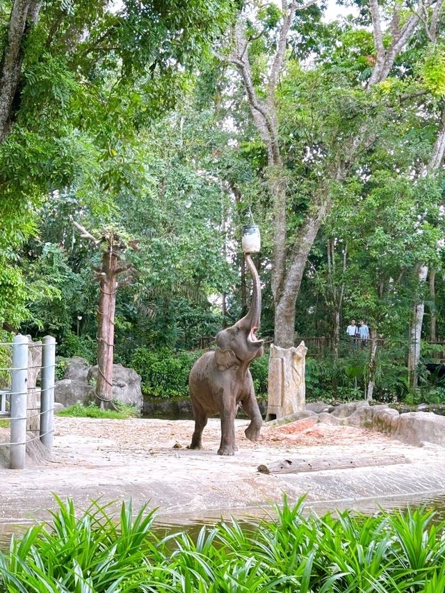 Wild Encounters at Singapore Zoo