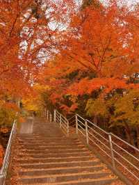 【秋を攻略】おすすめスポットをご紹介🍁
