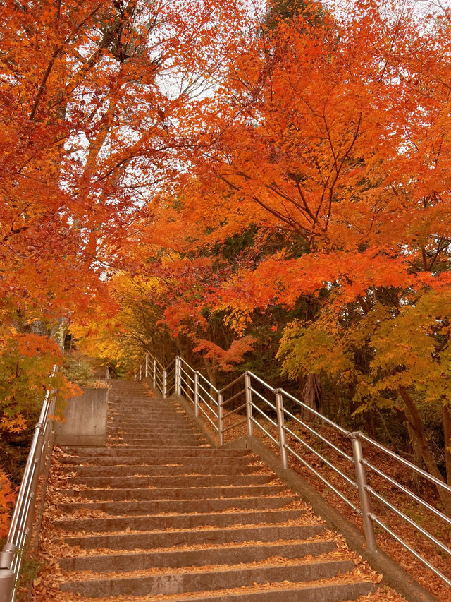 【秋を攻略】おすすめスポットをご紹介🍁