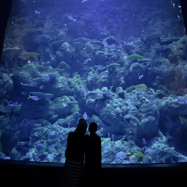 ケアンズ水族館