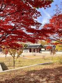 ใบไม้เปลี่ยนสีที่ Gyeongbokgung Palace 