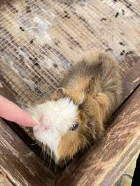 【淡路島】アルパカのラアル君にチューはしてもらえませんでした