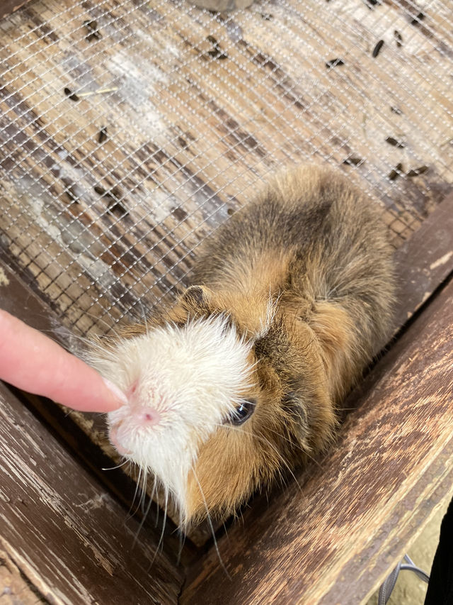 【淡路島】アルパカのラアル君にチューはしてもらえませんでした