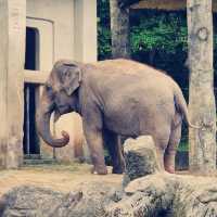 台北動物園：用精彩的生態歷險體驗悠閒假期