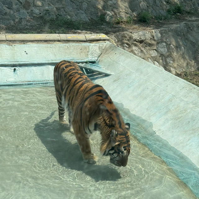 Linton Zoo：動物界的搞笑明星大聚會 🦁🎉