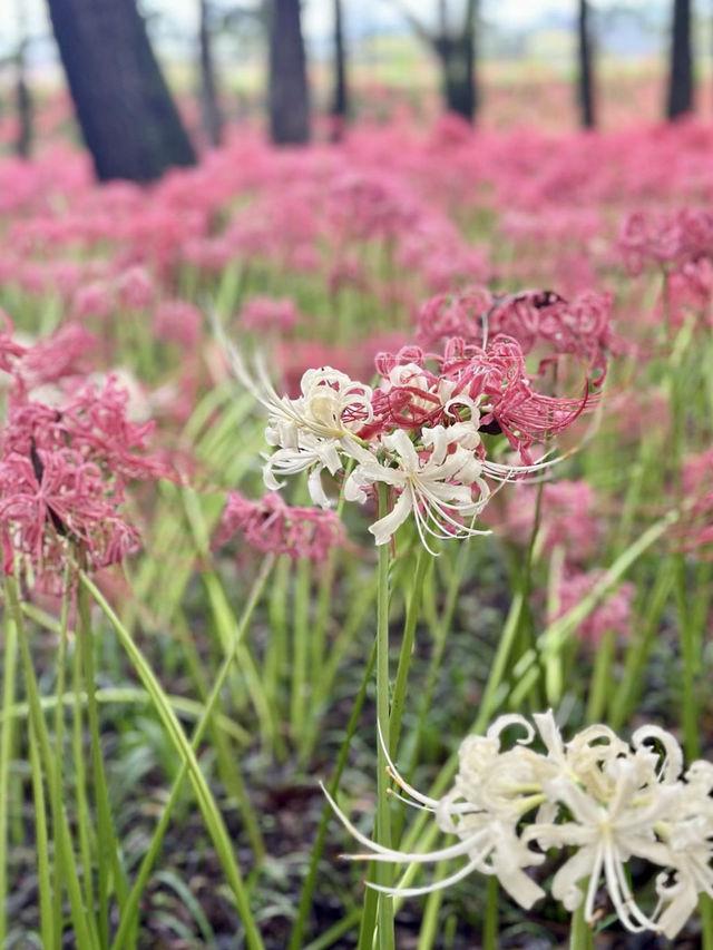 아름다운 붉은 꽃들이 활짝 핀 🌷 사이타마 공원피크닉 데이트