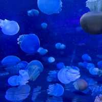Sea Life Bangkok Ocean World