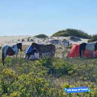 Camping Experience at Assateague Island