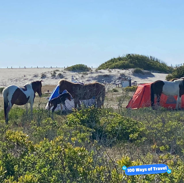 Camping Experience at Assateague Island