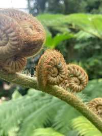 【調布市】東京で楽しめる自然スポット植物園🌿‬