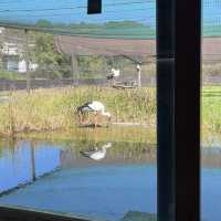 千葉県野田市【コウノトリの里】