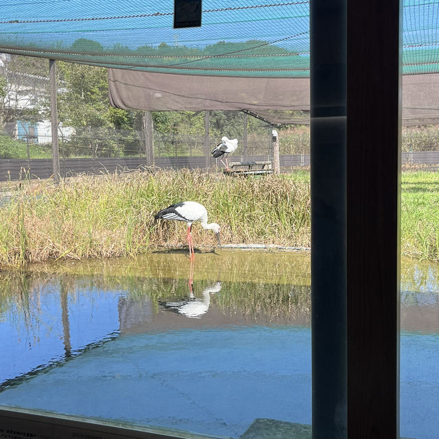 千葉県野田市【コウノトリの里】