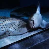 SEA LIFE BKK : สัมผัสโลกใต้ทะเลใจกลางกรุงเทพฯ