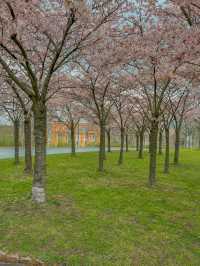 덴마크 코펜하겐🇩🇰 벚꽃 맛집 Langelinie Park🌸