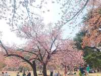 日本🇯🇵東京新宿御苑賞櫻花🌸