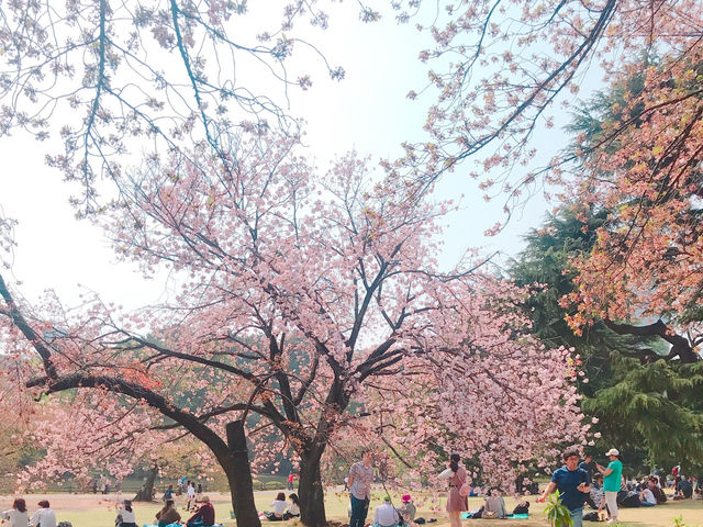 日本🇯🇵東京新宿御苑賞櫻花🌸