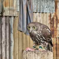 Explore Australian Wildlife !!