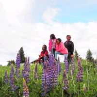 Rotorua – A Journey into Māori Culture and Geothermal Marvels