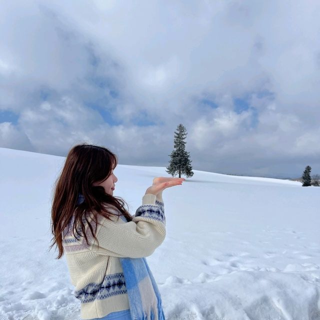 비에이 크리스마스나무 🌲 에서 인생샷 건지기 📷
