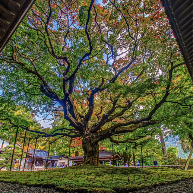 雷山千如寺大悲王院，超過1300年歷史