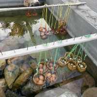 อากาศหนาว แวะแช่ น้ำพุร้อน จ.เชียงราย