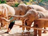 เที่ยวปางช้างที่ ดูช้างดูดอย ริมแม่น้ำวิวภูเขา