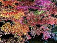 【京都】幻想的すぎるライトアップされた絶景紅葉