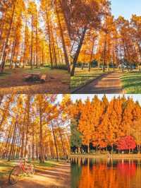 景點推薦：水元公園——東京秘境紅葉地