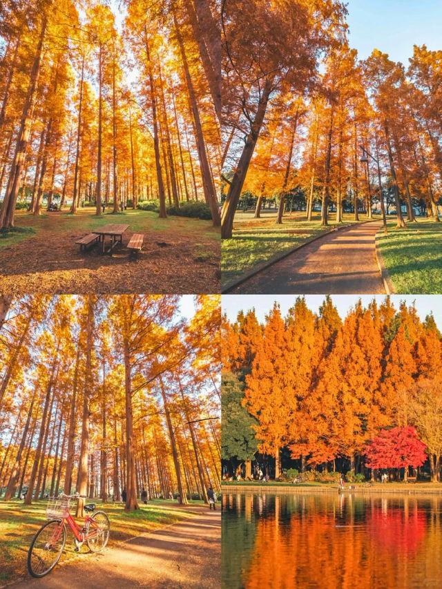 景點推薦：水元公園——東京秘境紅葉地