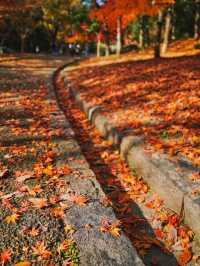 景點推薦：山田池公園——秋日賞紅葉的秘境