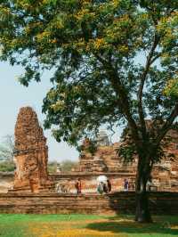 神秘的な木の根に包まれた仏頭像が見られる、アユタヤ🇹🇭
