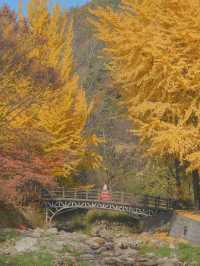 너무 아름다웠던 올 가을 제천 배론성지🍁🤎