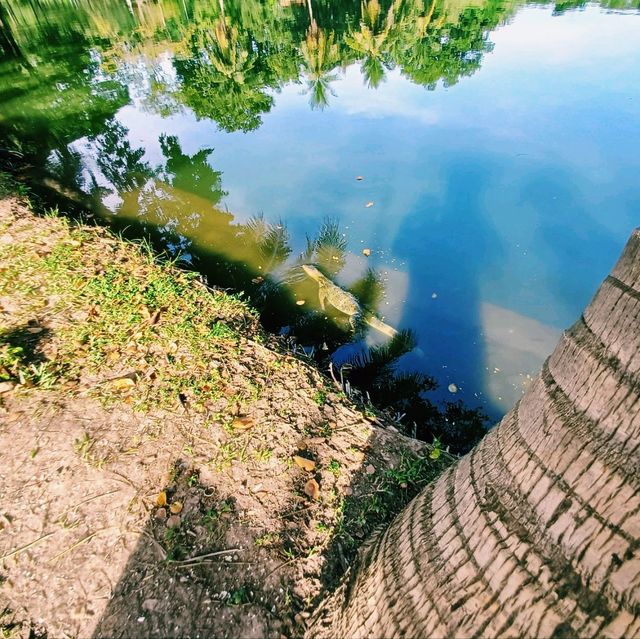 泰國曼谷著名城市綠洲公園景點:倫披尼公園，看野生大蜥蜴，城市湖泊美景，適合拍照打卡親子遊。