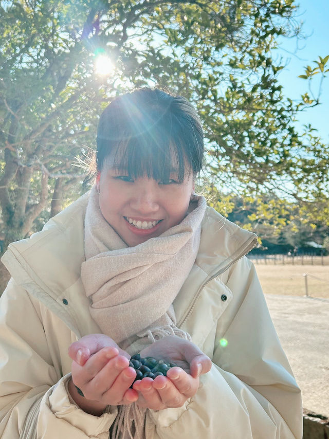 大阪｜奈良公園｜與小鹿互動🦌