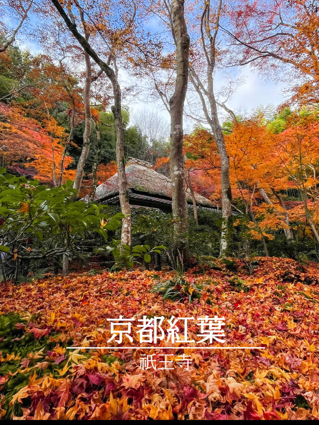 苔と紅葉が美しい草庵🥹🍁🌿京都・祇王寺🌿🍁