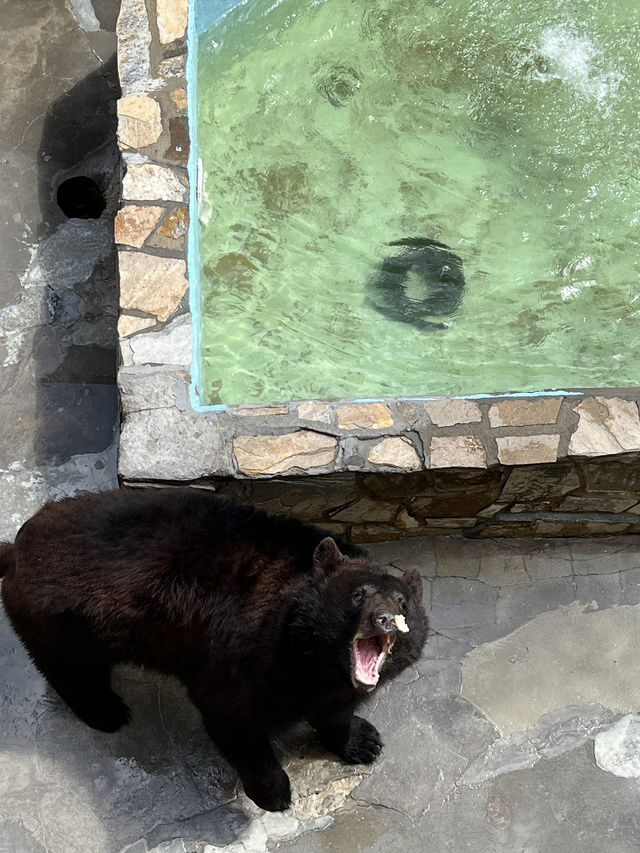 ［北卡旅遊］cherokee bear zoo-分享但不一定推薦🐻🐾