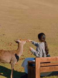 오사카 여행가서 색다른 경험을 하고싶다면 나라 여행 계획을 세워보세요! 🦌