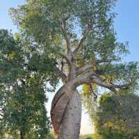 Amazing trip to Morondava, Madagascar