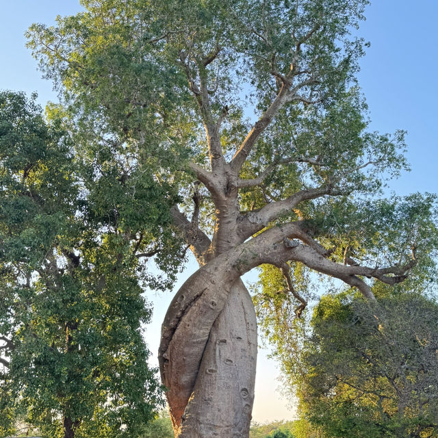 Amazing trip to Morondava, Madagascar