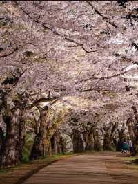 【青森弘前城】桜の名所で感動のお花見を！