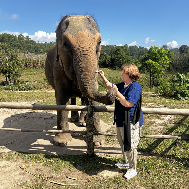 Living large with elephants 