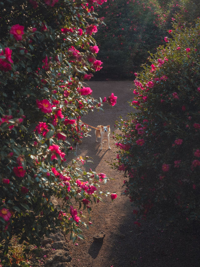 동화같은 빨간 동백꽃 풍경을 볼 수 있는 이곳“동백포레스트” 동화같은 빨간 동백꽃 풍경을 볼 수 있는 이곳“동백포레스트”