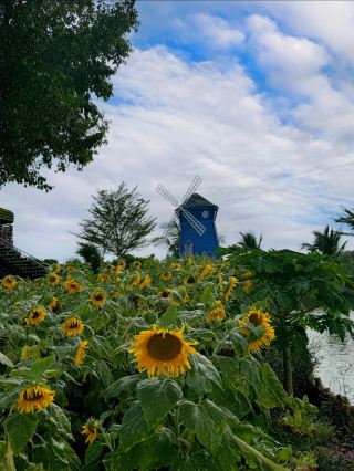 Ipoh Sunflower Garden: A Burst of Sunshine