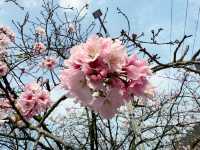 🌸 浪漫淡水一日遊：櫻花與心靈的相互交織🌸
