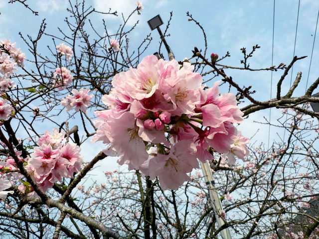 🌸 浪漫淡水一日遊：櫻花與心靈的相互交織🌸